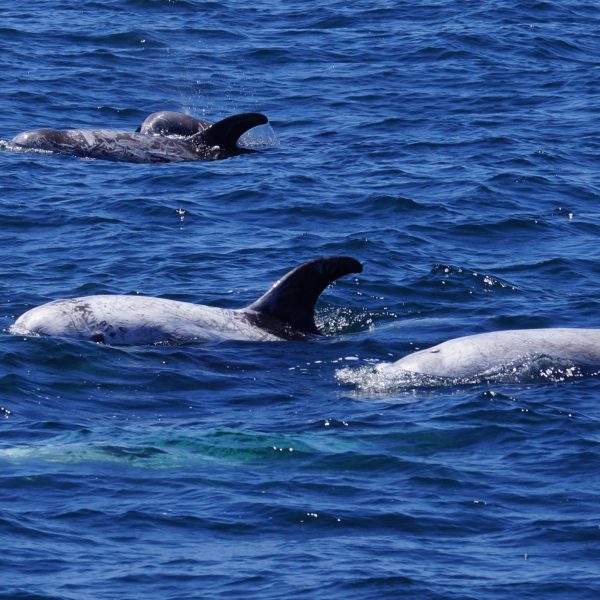 Risso's Dolphin