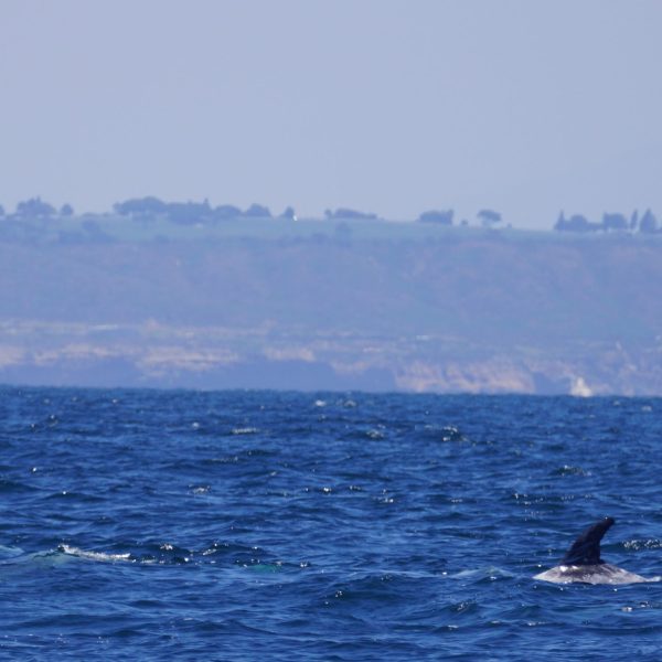 Risso's Dolphin