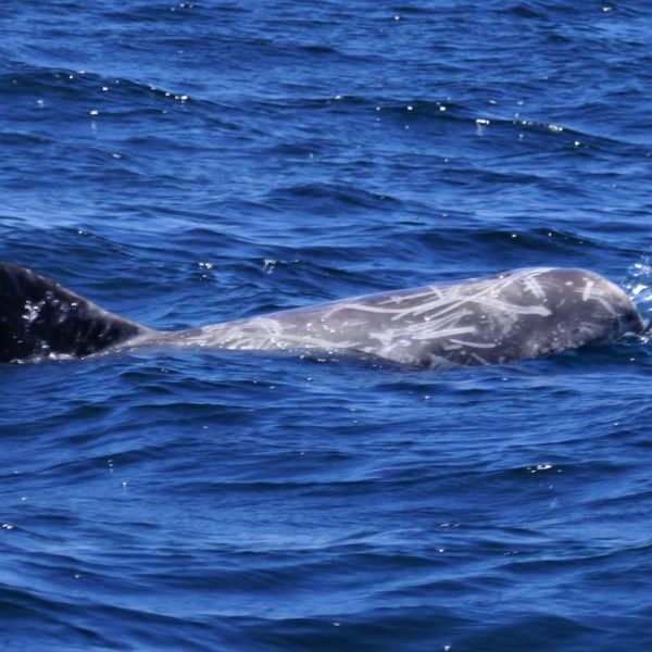 Risso's Dolphin
