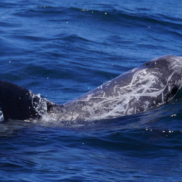 Risso's Dolphin
