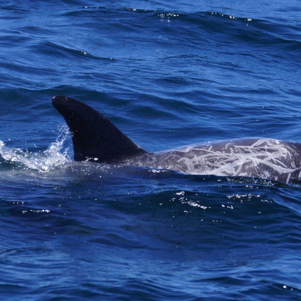 Risso's Dolphin