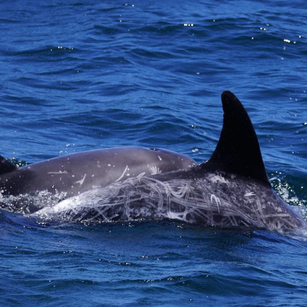 Risso's Dolphin