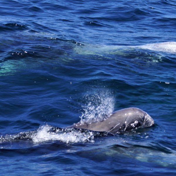 Risso's Dolphin
