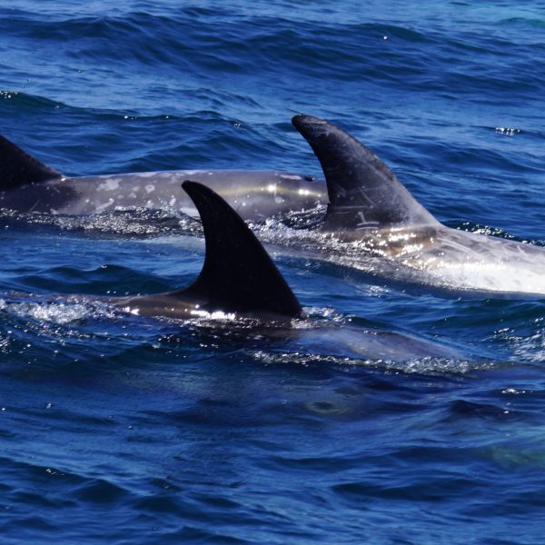 Risso's Dolphin