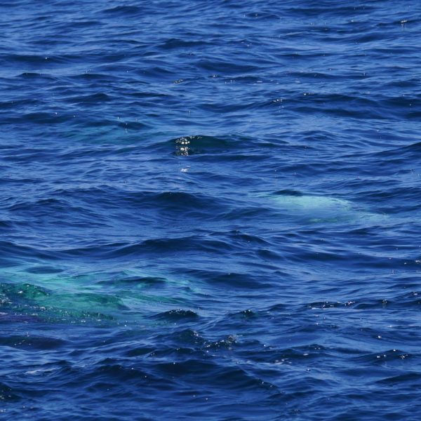 a bird swimming in water