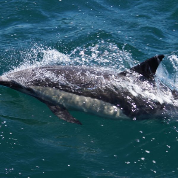 Common Dolphin