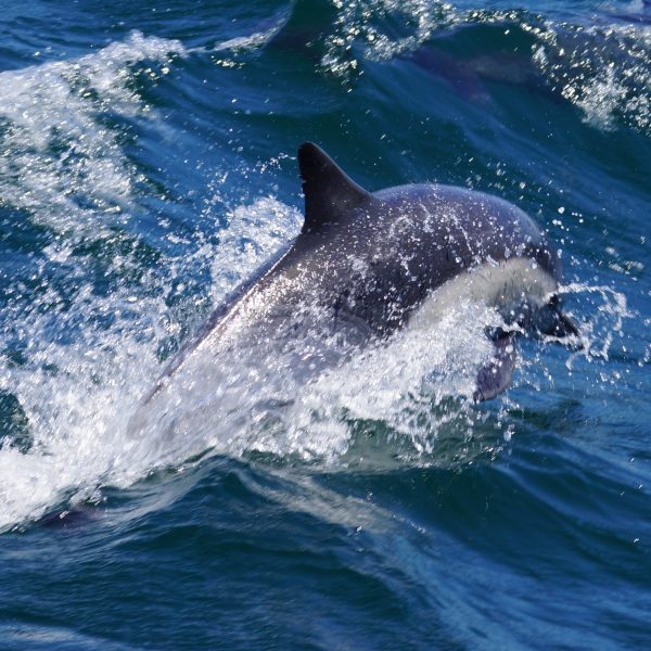 Common Dolphin