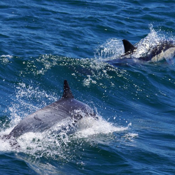 Common Dolphin