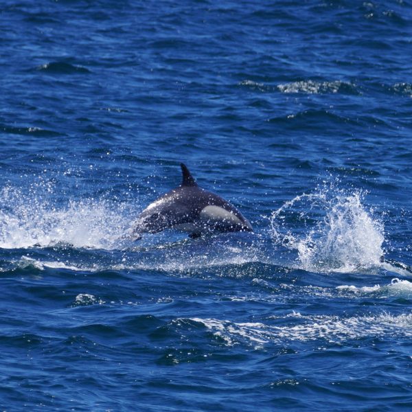 Common Dolphin