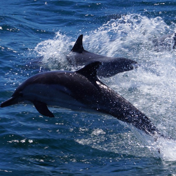 Common Dolphin