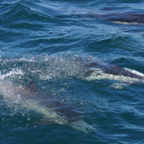 Common Dolphin
