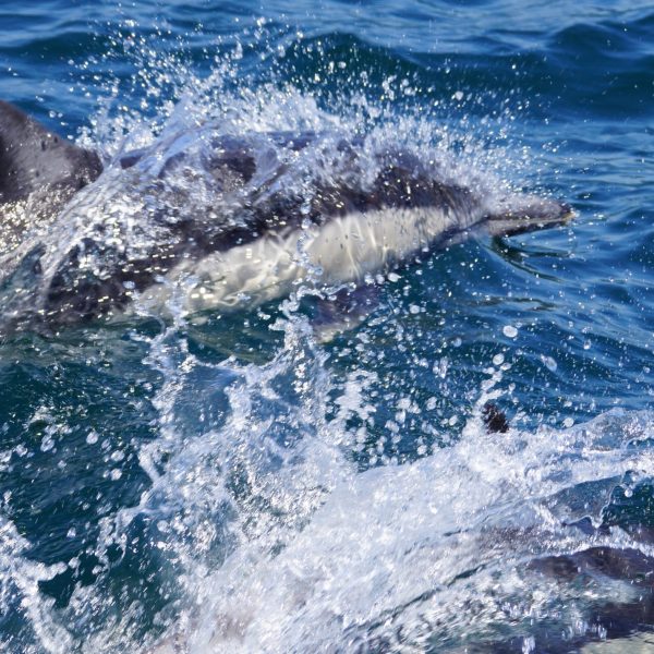 Common Dolphin