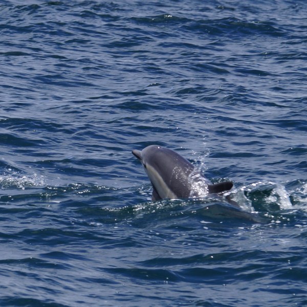 a dolphin jumping out of the water