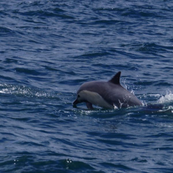 Common Dolphin