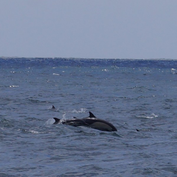 Dolphin Jumping