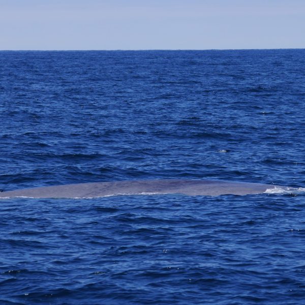 Blue Whale