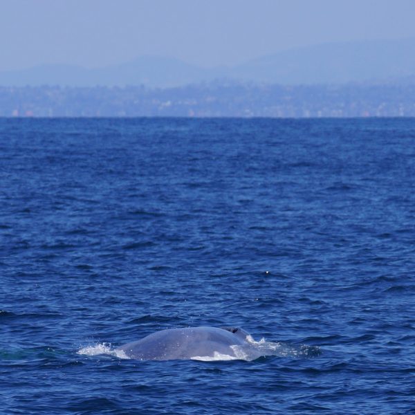 Blue Whale