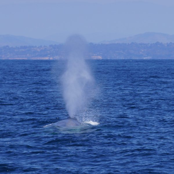 Blue Whale San Diego