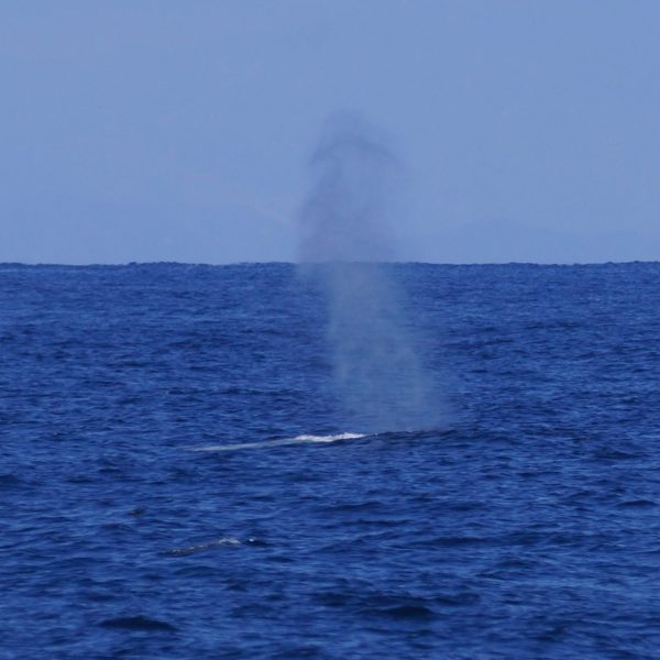 Blue whale San Diego