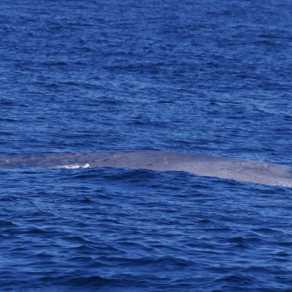 Blue Whale