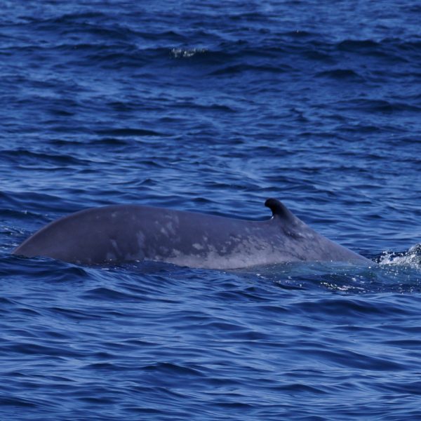 Blue Whale Dorsal Fin