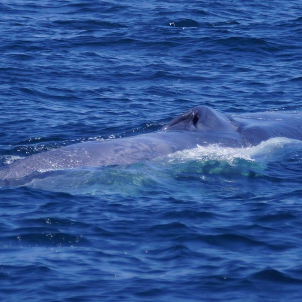 Blue Whale Blow Hole