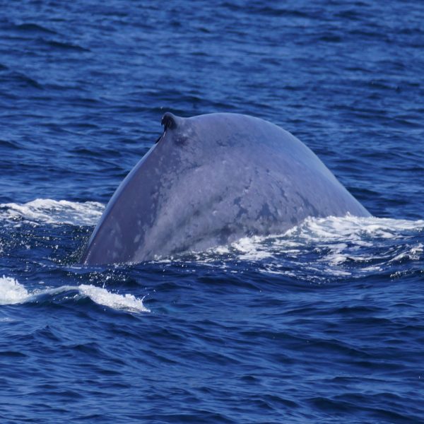Blue Whale Dorsal Fin