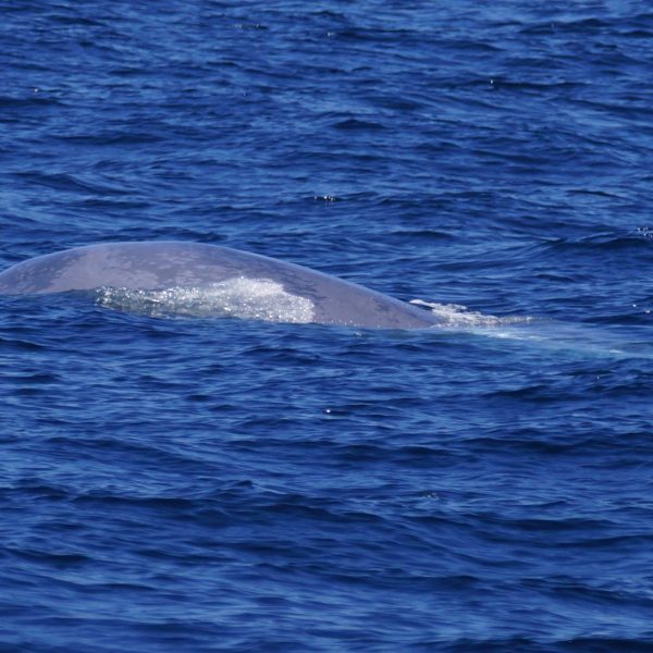 Blue Whale Calf