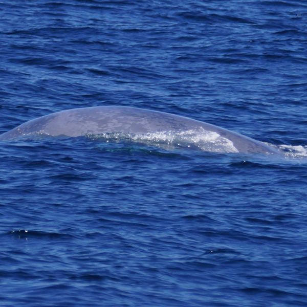 Blue whale calf