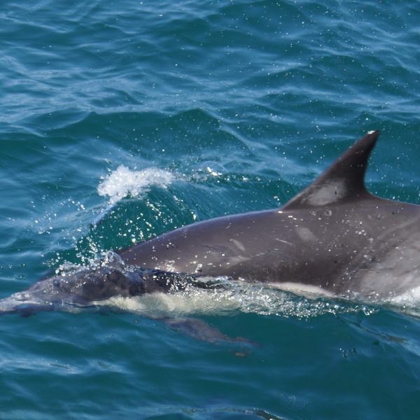 Common dolphin