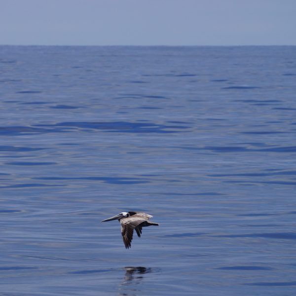 a bird flying over a body of water