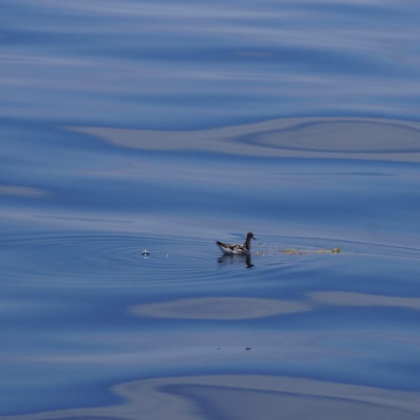 a bird flying in the sky