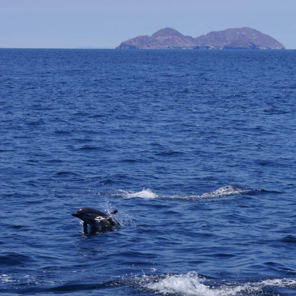 a whale jumping out of the water