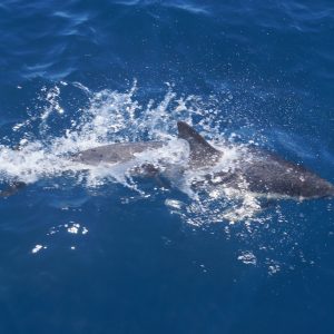 Common Dolphin