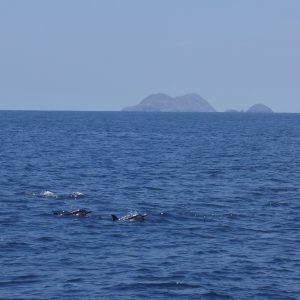 Dolphins