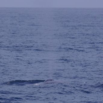 a whale jumping out of the water