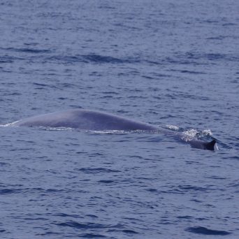 a whale swimming in a body of water