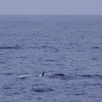 a large body of water