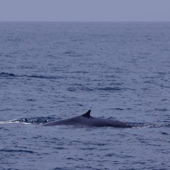 a whale swimming in a body of water