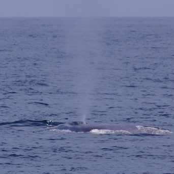 a whale swimming in a body of water