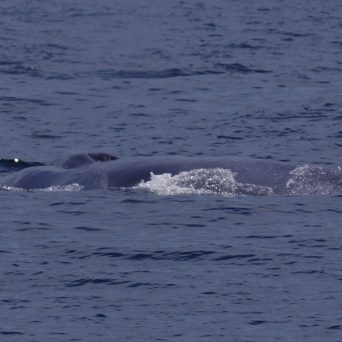 a whale swimming under water