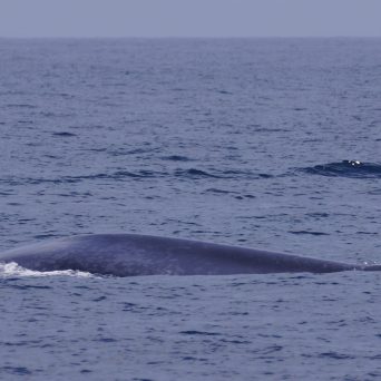 a whale jumping out of the water