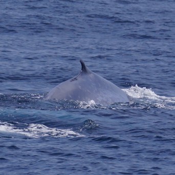 a whale jumping out of the water