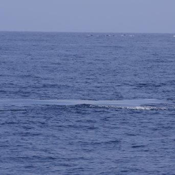 a whale jumping out of the water