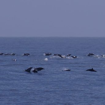 a bird flying over a body of water