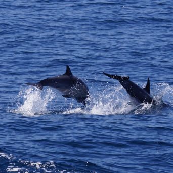 a dolphin jumping out of the water