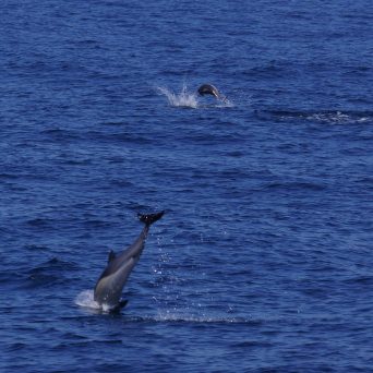 an animal swimming in the water