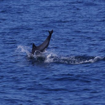 a whale jumping out of the water