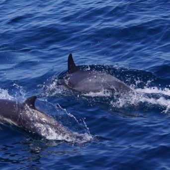 a dolphin swimming in a body of water