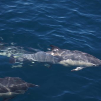 a fish swimming under water